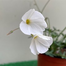 [다온야생화] W1879 사랑초.스텔라타 (흰색) (10cm) [랜덤]