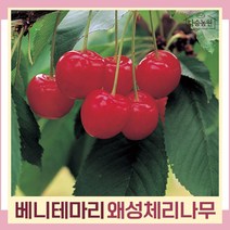 체리나무 묘목 왜성체리 콜트대목 베니테마리 결실주(분) 1개
