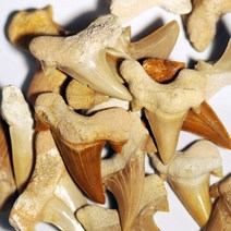 악상어 이빨 화석