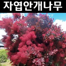 자엽안개/로얄퍼플 실생1년 뿌리묘 나무 묘목 3개/정원/공원/조경수