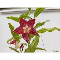 호야 임페리얼 중품 희귀호야 행잉플랜트 키우기쉬운식물, 베이직팟(높이 9.5cm/ 외경 11.5cm)