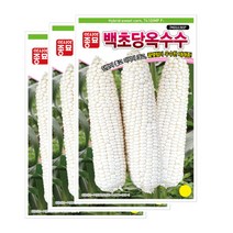 악시아종묘 옥수수씨앗종자 백초당 옥수수(7401MP)(100립x3)