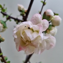 [다온야생화] C2571 명자나무.우의금 (16cm) [동일품]