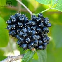 세종식물원 토종 오갈피 나무 (실생1년) 묘목 10주묶음 - 오가피 약용수 특용수