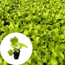 새마을총각 청상추모종 2개 맑은 쌈채소모종