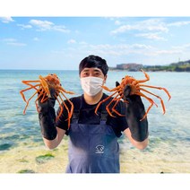 당일조업 홍게 구룡포 연지홍게 붉은대게 자숙 2kg 3kg, 3kg 9-12미, 가성비홍게 수율60%이상, 1개