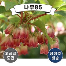(나무85) 단풍철쭉 캄파눌라투스 P9 포트