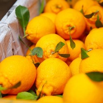 제주 한라봉 선물세트 가정용 산지직송 당도선별, 가정용 1kg 소과(4~6과)