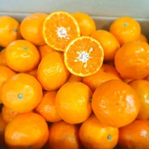 [신품종 만감류] 초고당도 제주 산지직송 카라향 설국향 가정용, 로얄과 2kg, 1개