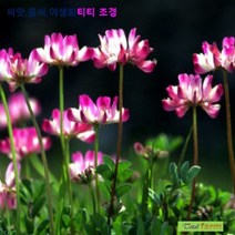 녹비씨앗 자운영 100립 / 토사방지용으로, 상세페이지 참조, 상세페이지 참조, 상세페이지 참조