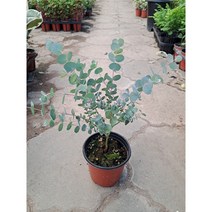 [박씨농원] 유칼립투스 블랙잭