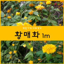착한가격 나무생각 / 황매화 / 1m / 5주