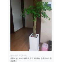 없음 [반값화분] MAIN-대형해피트리140(행복나무) 직접배송 축하화분 개업화분 거실화분 카페화분 인테리어화분 아레카야자 극락조 알로카시아 파키라 고무나무, 해초바구니