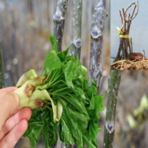 (D소망)가시없는 민엄나무(음나무)실생2년 2그루