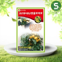 솔림텃밭몰 황금방울토마토씨앗 50립 방울토마토씨앗 화분토마토