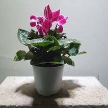 [공룡꽃식물원]시클라멘 소중품 59
