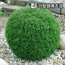 둥근측백 상록수 정원수 가림원예조경, 테디 폭30cm분묘