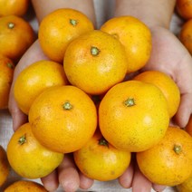 얇은 껍질과 풍부한 과육 제주 무농약 감귤 5kg 제주귤, 상세페이지 참조