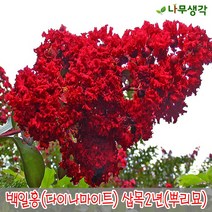 착한가격나무생각 백일홍(다이나마이트) 삽목2년 뿌리묘 5주묶음