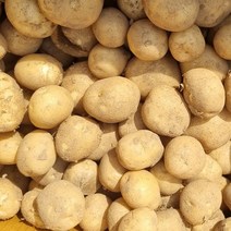 포실포실 완도 햇감자 햇수미감자 조림용 알감자, 중/대 3kg