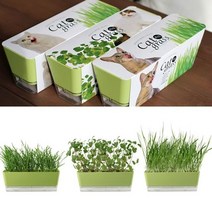 편리한 고양이식물 캣잎 키우기 DIY키트 반려식물 hb151ea, 본상품선택, 밀