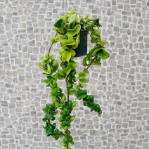 도희씨네 정원>> 러블리한 별꽃 리본호야 콤펙타 230″ class=”wr-img”></a></div></p></div></p></div></p></div><div class=