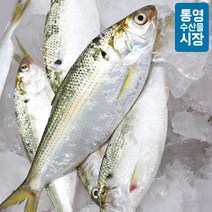 [KT알파쇼핑][통영수산물시장] 자연산 전어(빙장) 1kg 15미내외