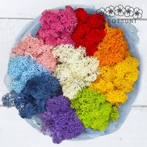 공기정화식물 스칸디아모스 미세먼지제거 음지식물 천연이끼 20g 30g, 선택03 자연 500g, 퍼플