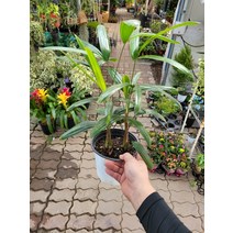 30~50cm 79 관음죽 중품