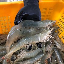 국내산 신안 특품 생물 왕새우 특대 사이즈 살아있는 활 흰다리 새우 대하 1kg 2kg 3kg 4kg, 신안 왕새우 [급냉 특대] 1kg 26~30미, 1개
