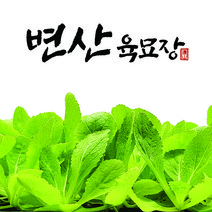 변산육묘장 배추 모종 황금배추 항암배추 김장배추 쌈용배추, 휘모리골드