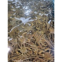 이바다수산 속초 홍게 박달 자숙 대게 스토우크랩 1KG 2KG 3KG, 속초 박달홍게 활어 고급형3KG(약7미), 1개