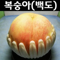 백도복숭아/경봉 접목1년 뿌리 특묘 나무 묘목 3개/유실수/과수