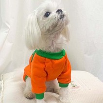 바보사랑 펫 할로윈 펌프킨 의상.파티클럽, S／보험가입거절