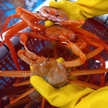 동해안 자숙 박달홍게 홍게 국물용 라면용홍게, 자숙 프리미엄 홍게 3kg(생물 350g)