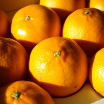 제주에서 자란 황금향 5kg