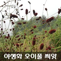 [해피플라워] 야생화 오이풀 씨앗 0.1g / 봄 파종 여러해살이 꽃씨
