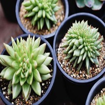 곰마리아 철화 다육이