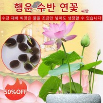 1+1 관상용 수반 연꽃 미니연꽃 식물 미니연꽃키우기 수경식물 실내식물 연꽃 씨앗, 혼합색 연꽃씨 20톨, 20개X10