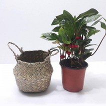 만냥금 실내인테리어 음지식물 집에서키우기쉬운식물 천냥금 공기정화 그늘에서잘자라는식물