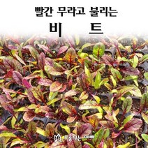 [모종심는아빠] 빨간 무라고 불리는 비트, 50개