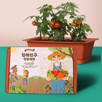 꿈쟁이 대형 열매친구 텃밭세트 키우기 방울토마토 오이 당근 1세트, 단품