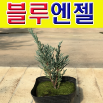 (D소망)블루엔젤(측백나무) 삽목1년(포트)2그루