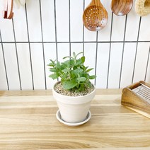 1+1 애플민트 키친허브 화분 세트 로즈마리 딜 바질 베란다 텃밭 허브 키우기, H04.애플민트, H28.루꼴라