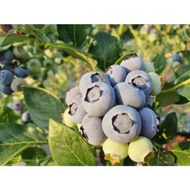 착한가격 광일농원 블루베리 화분 2그루 묶음, 3년7치화분, 2개