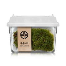 구슬이끼 관찰세트 자연과학 공기정화, 단품