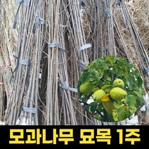 모과나무묘목 1주 과일나무 모과나무 결실수