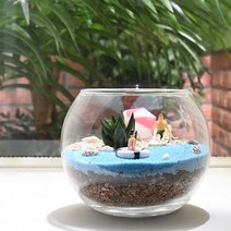 비오스 다육 테라리움 DIY 키트-해변의 연인 다육식물 DIY세트, D. 해변의 연인