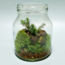 뱀톱 테라리움 키트/BOM제주식물이끼5종세트 DIY 재료만들기, 1개