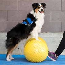 Fitpaws 핏포즈 트랙스 피넛 40cm